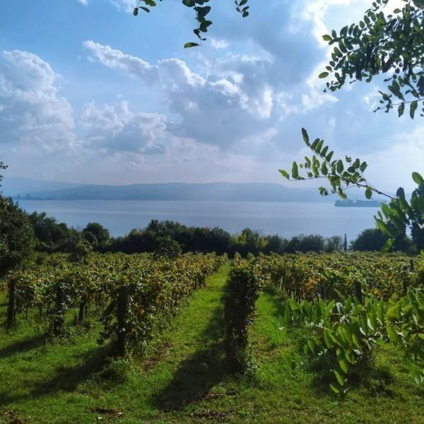 Summer Crush Vineyard & Winery