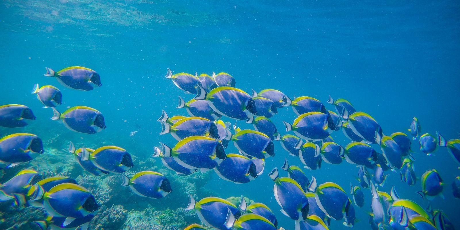 Viviendo junto al mar:  desde la comodidad de tu hogar,  descubre las especies comunes en la vida marina de la zona